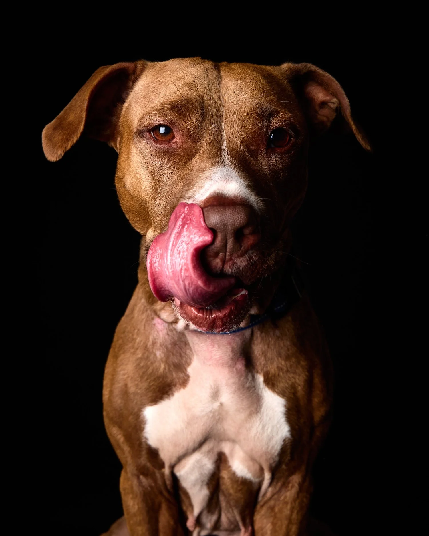 dog from mcp rescue