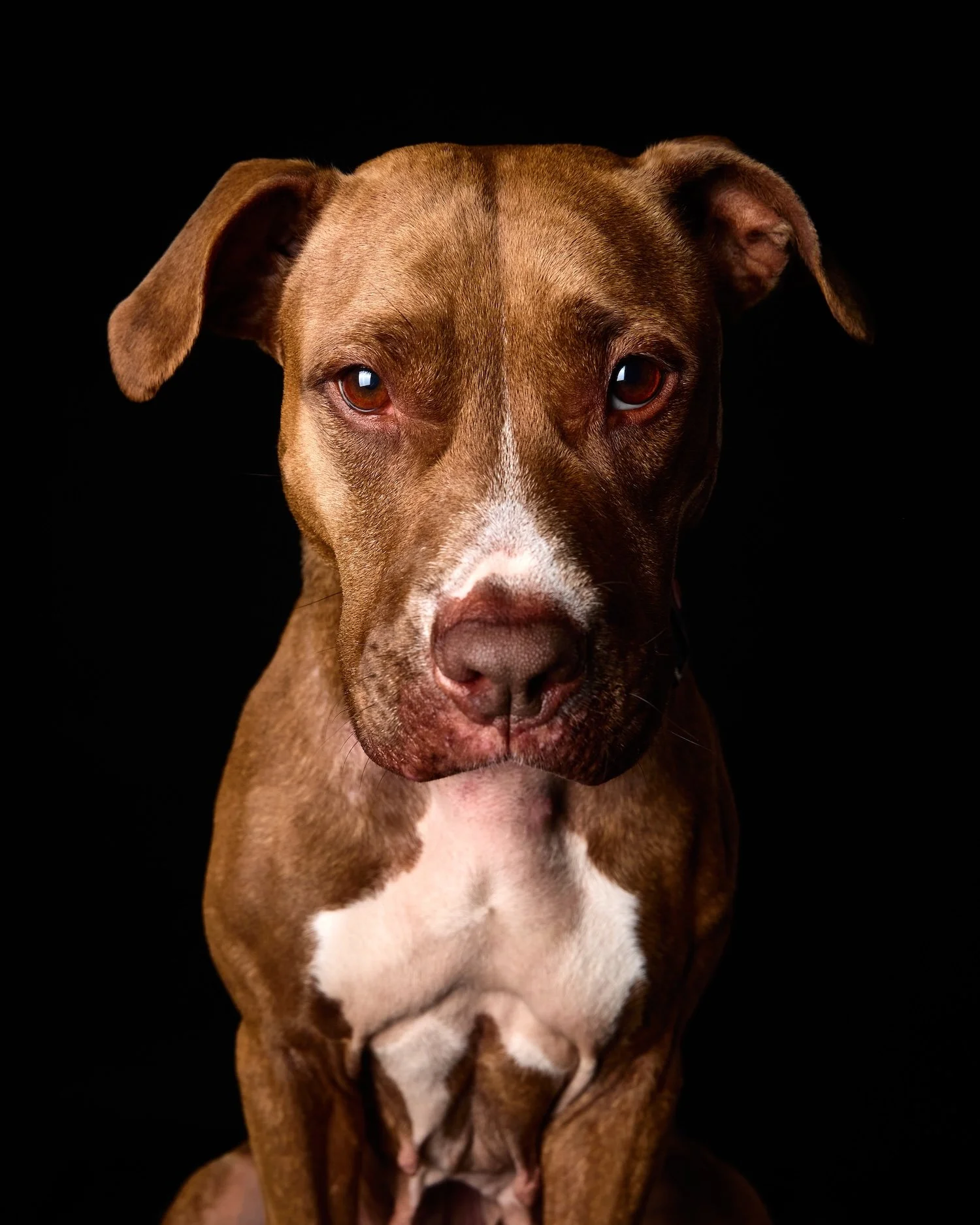 pit bull from mcp rescue
