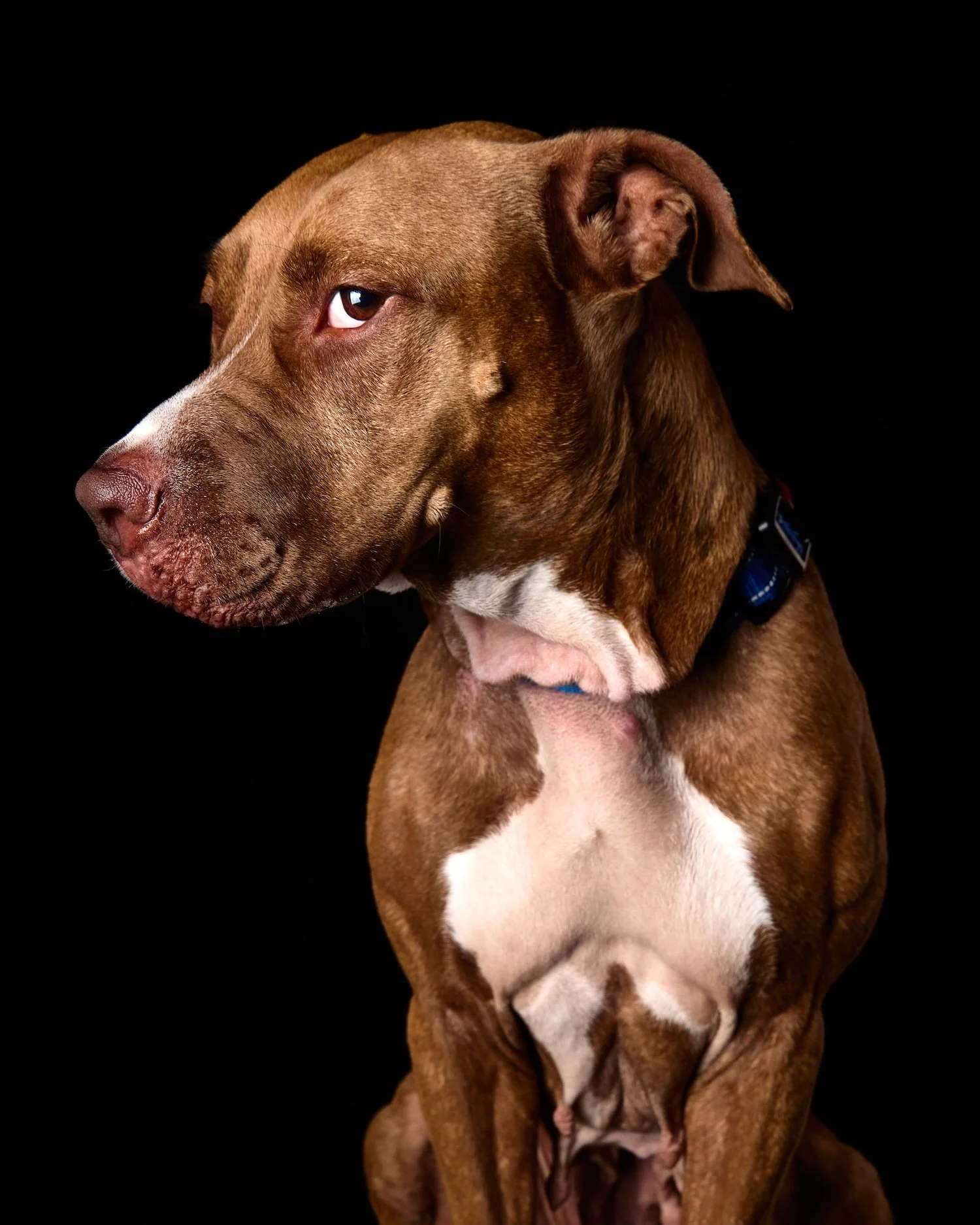 foster dog mcp rescue