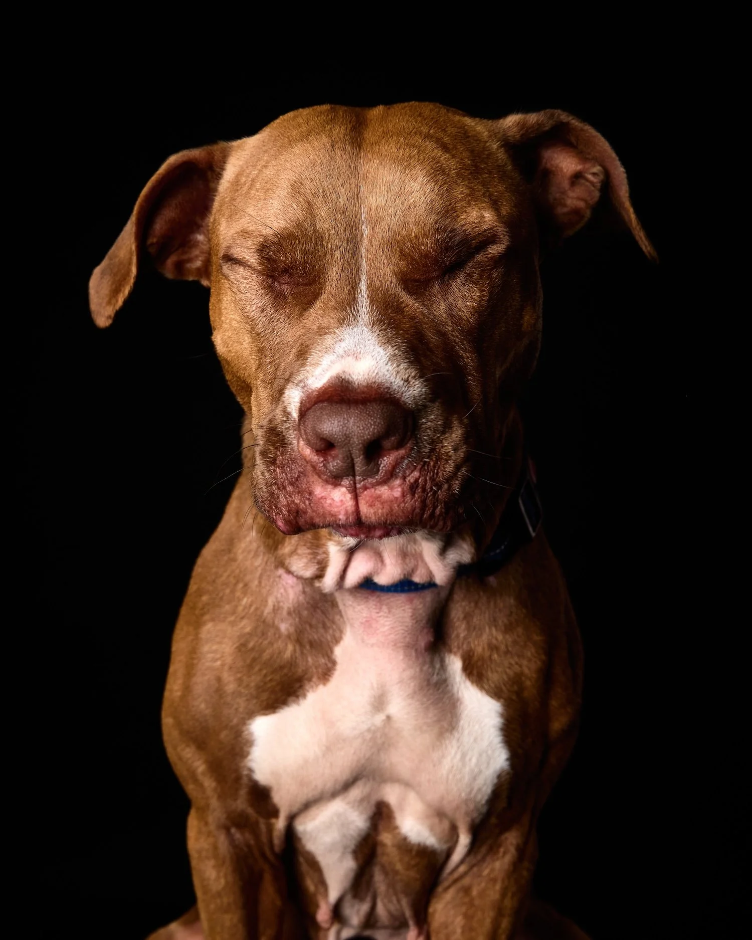 dog eyes closed