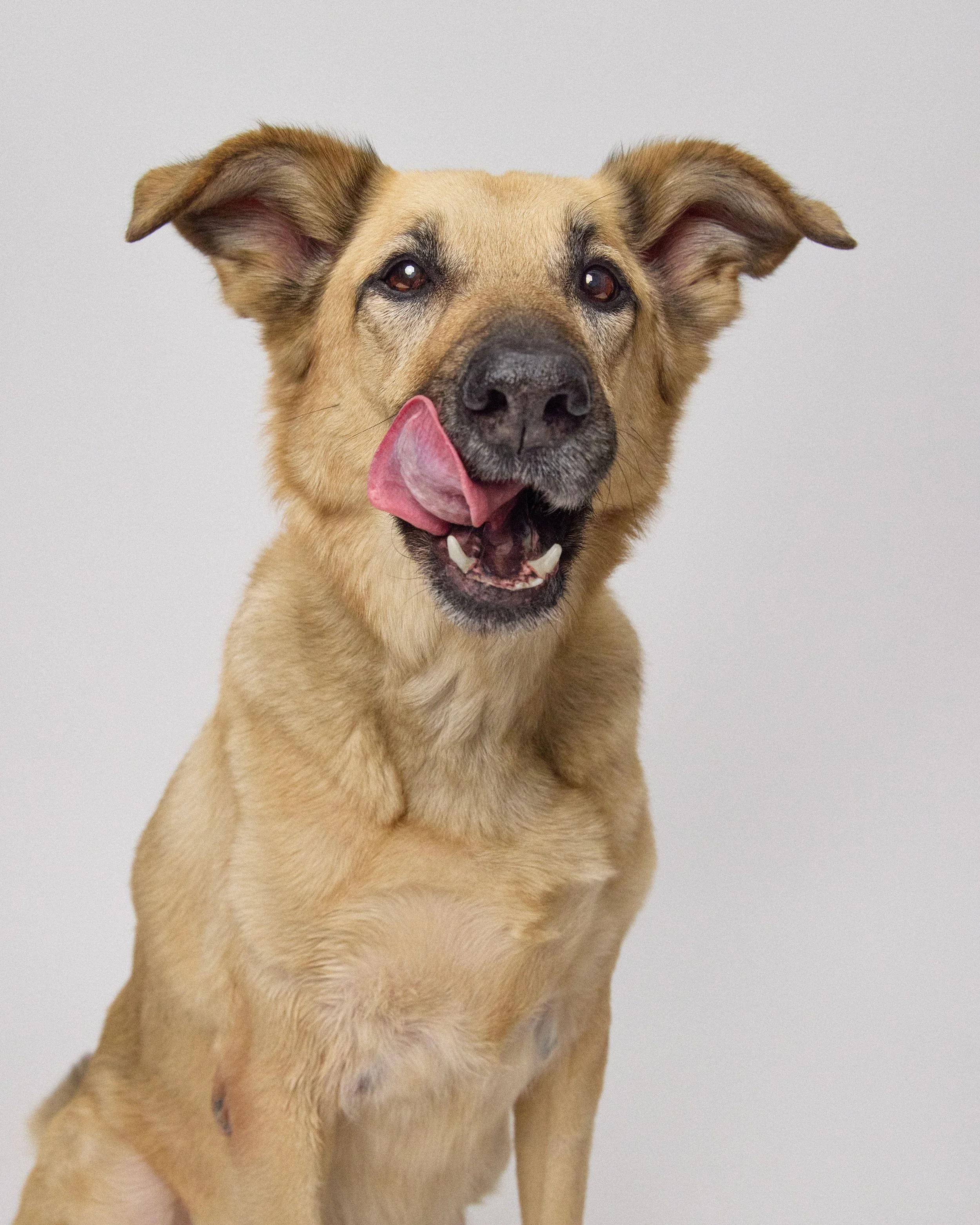 senior dog tongue out