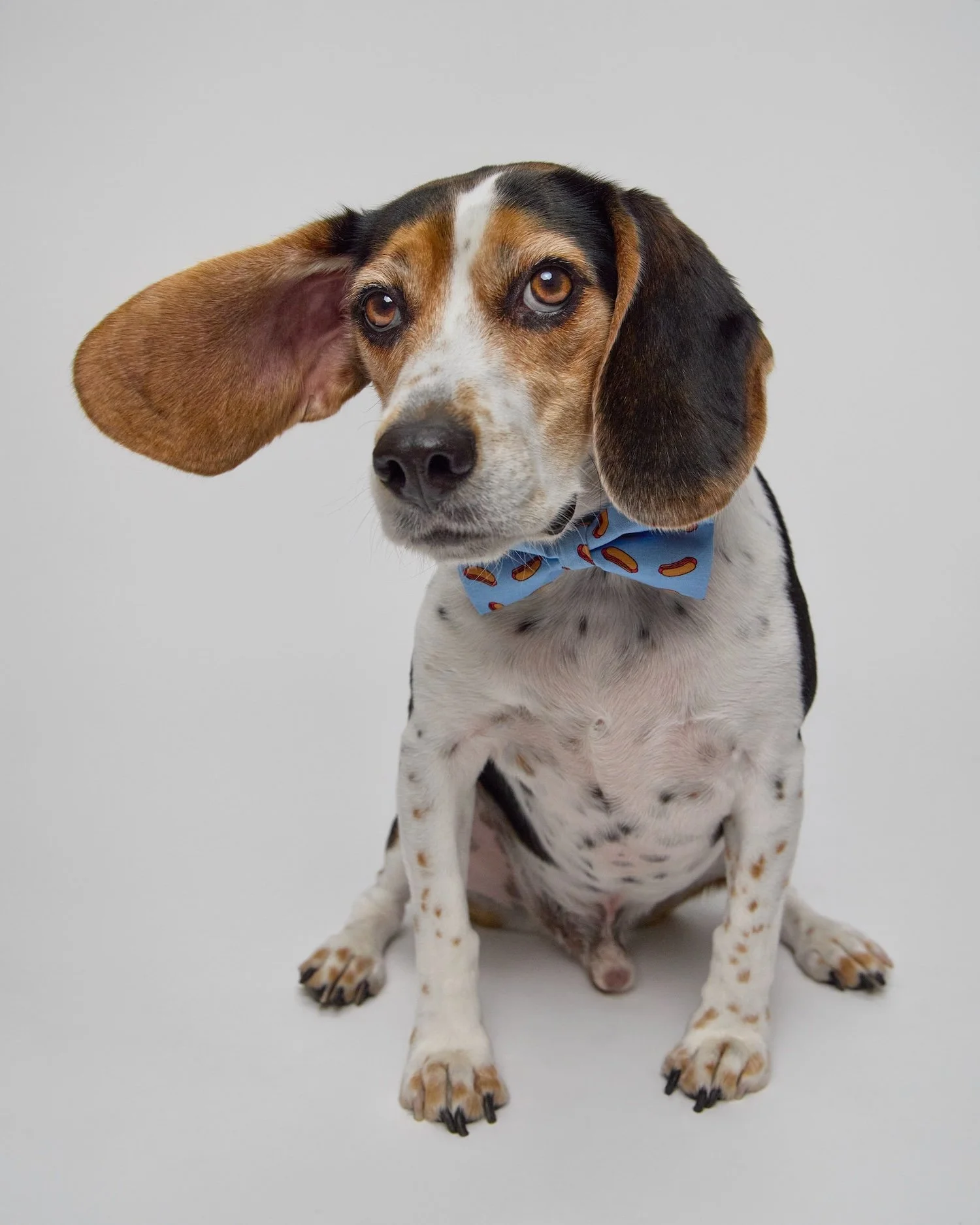 beagle in photography studio