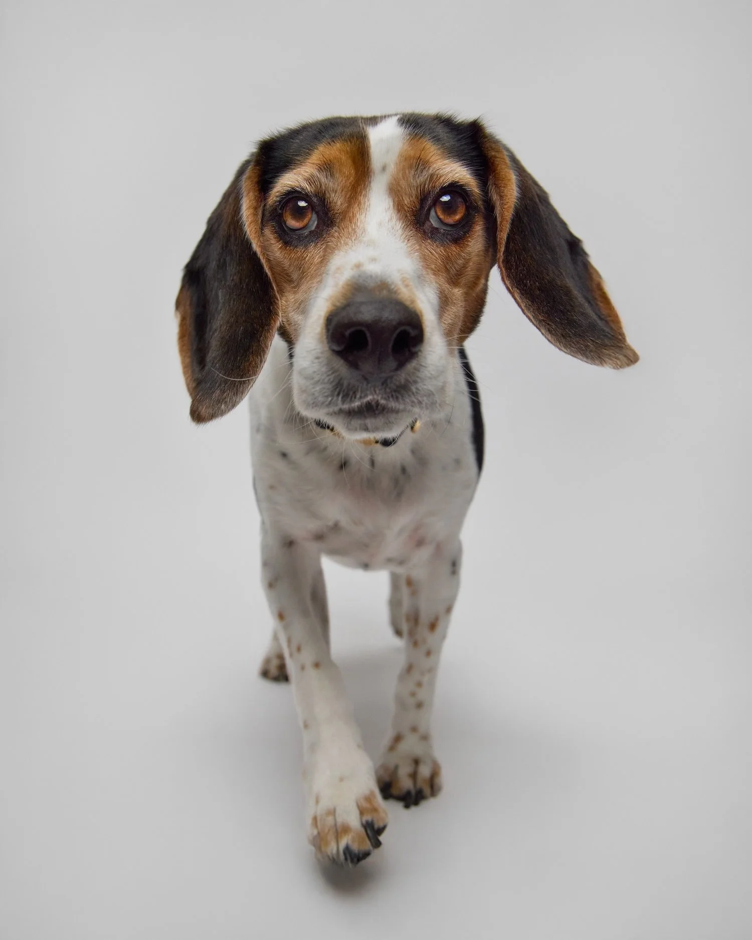 beagle walking