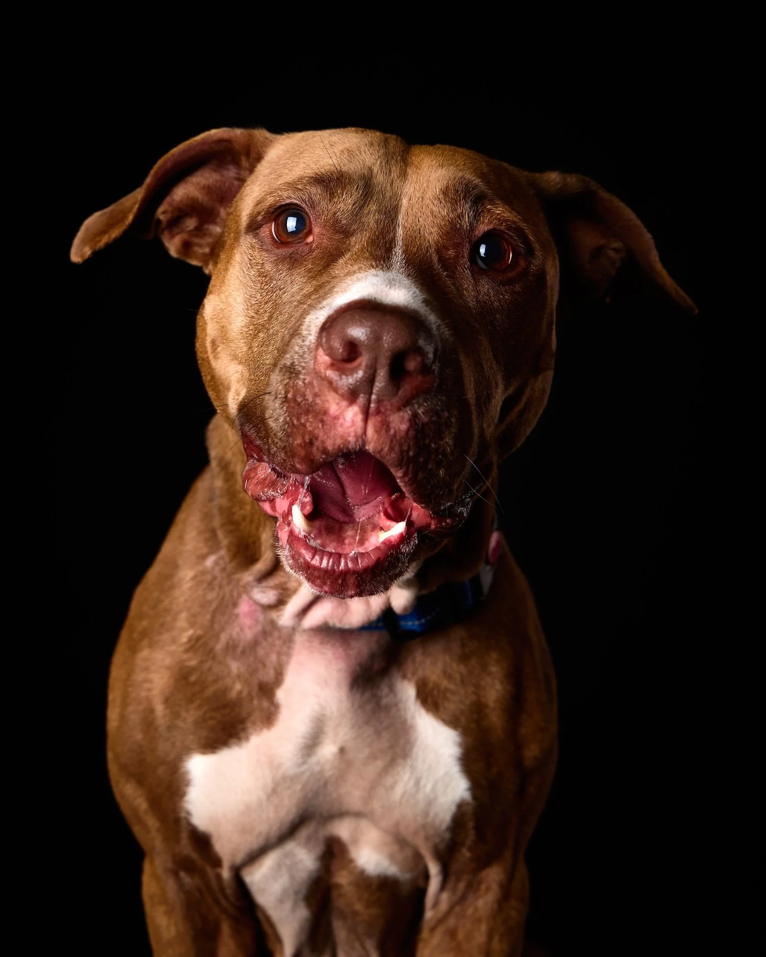 pit bull from mcp rescue