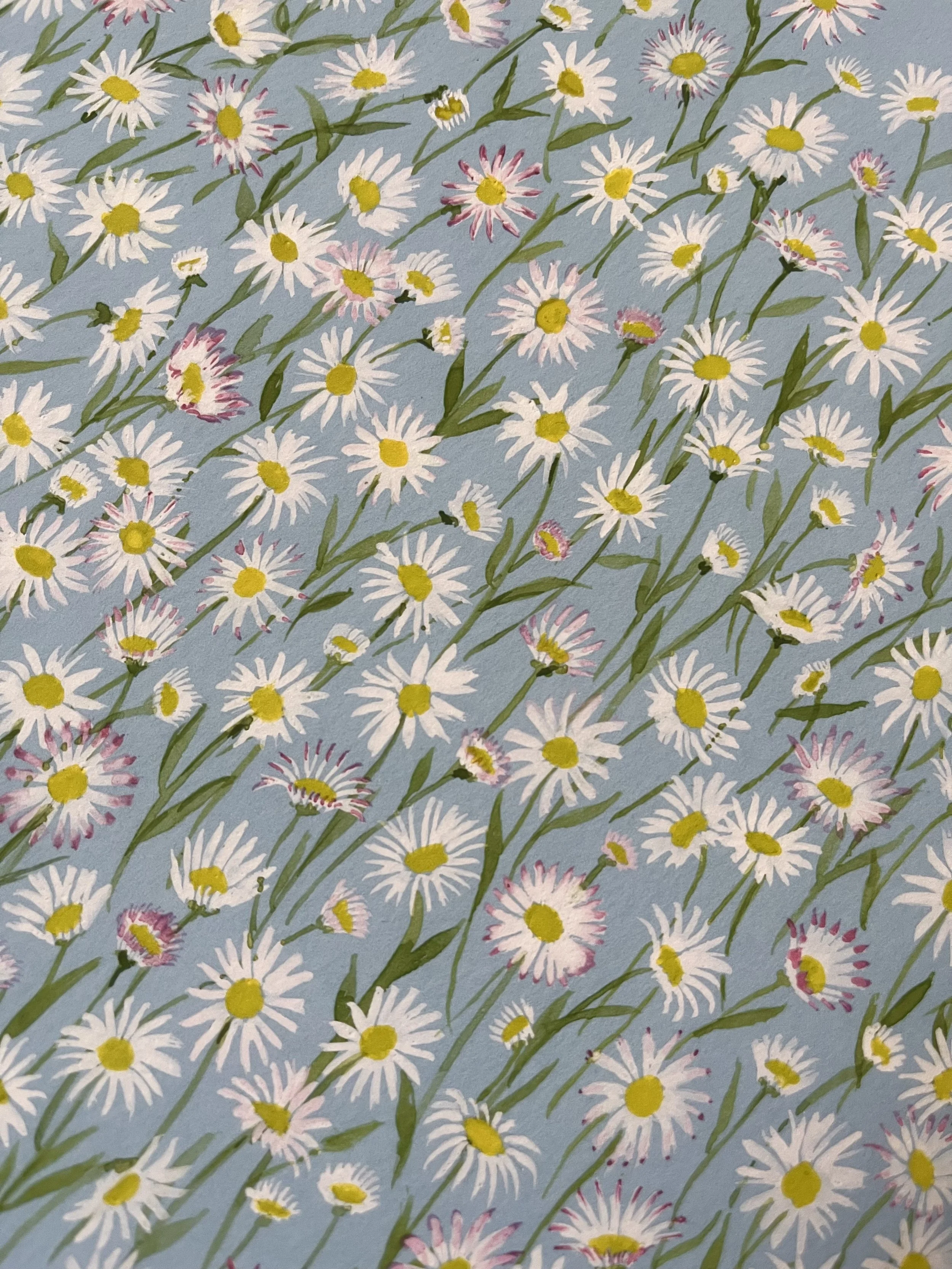 Daisies close up_ Sarah O'Dea.jpg