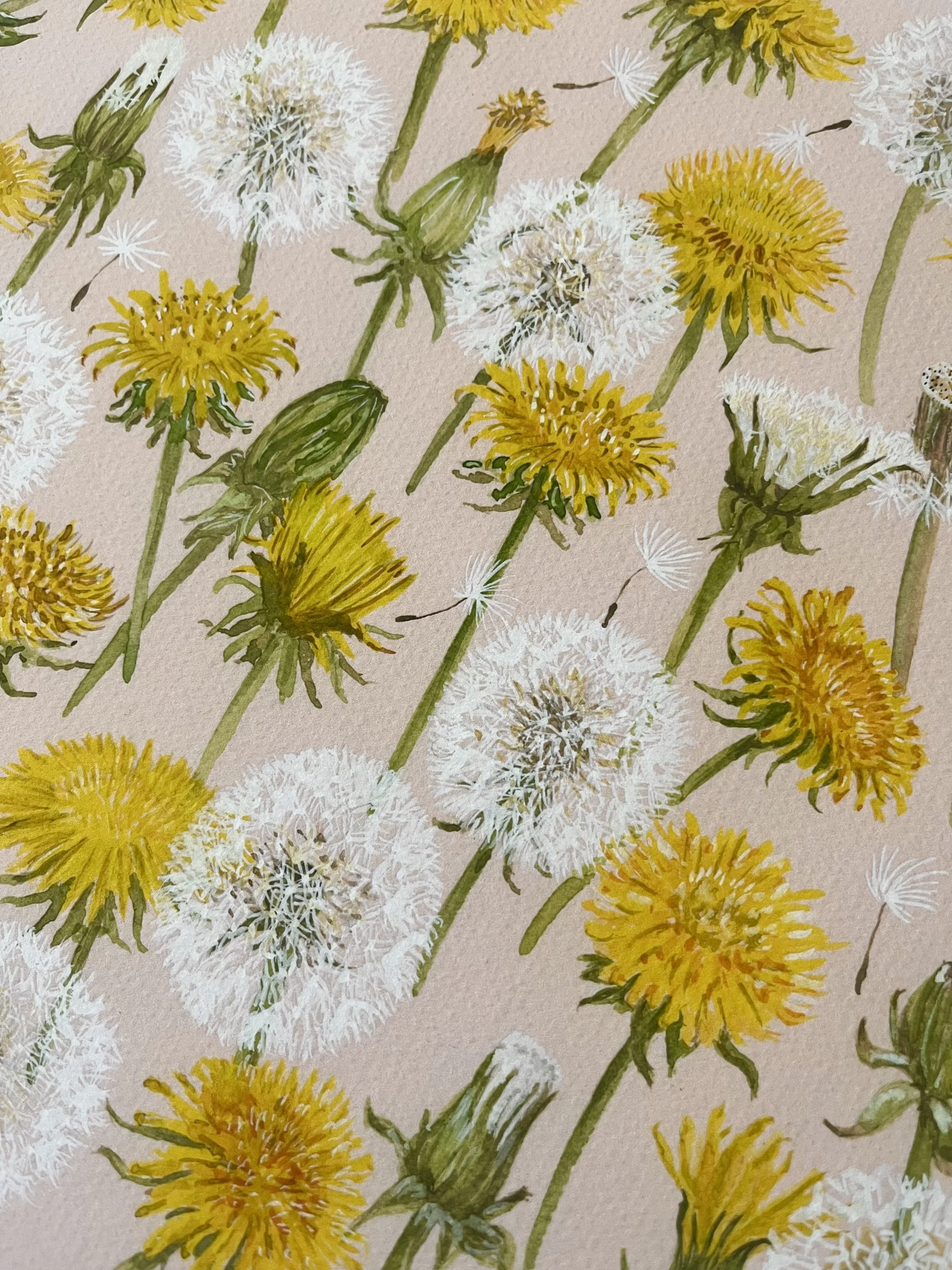 Dandelion close up _Sarah O'Dea.jpg