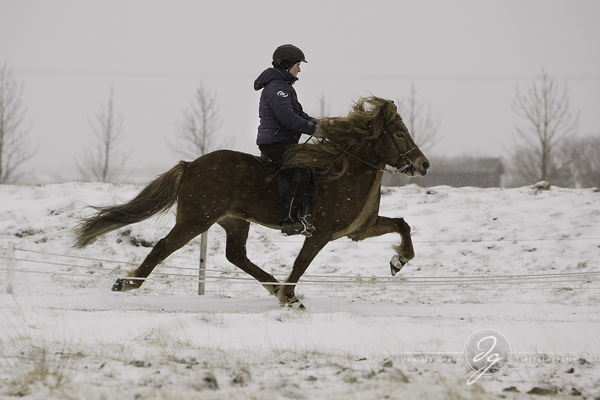 One of the beautiful horses at the snowy oval track at Austurkot.