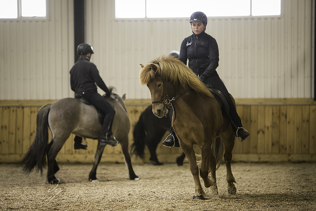 A demonstration of training the young horses at Fet.