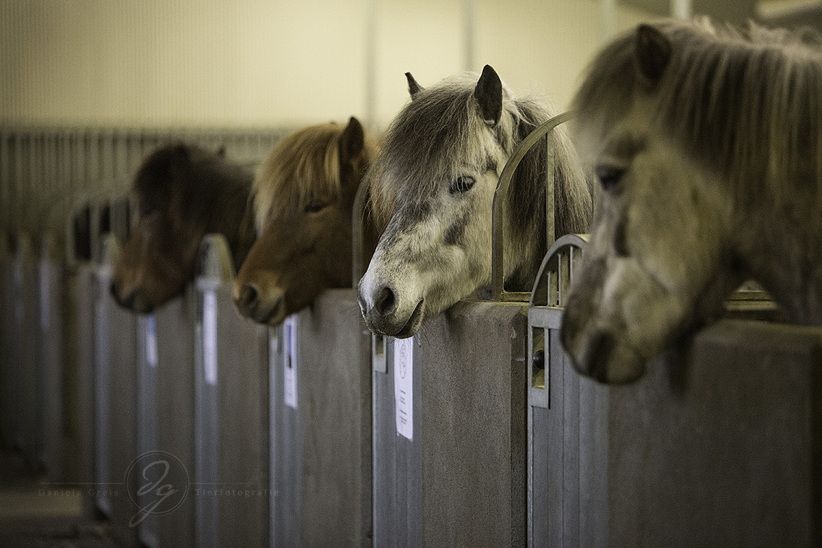 Some of the lovely horses of Strandarhöfuð