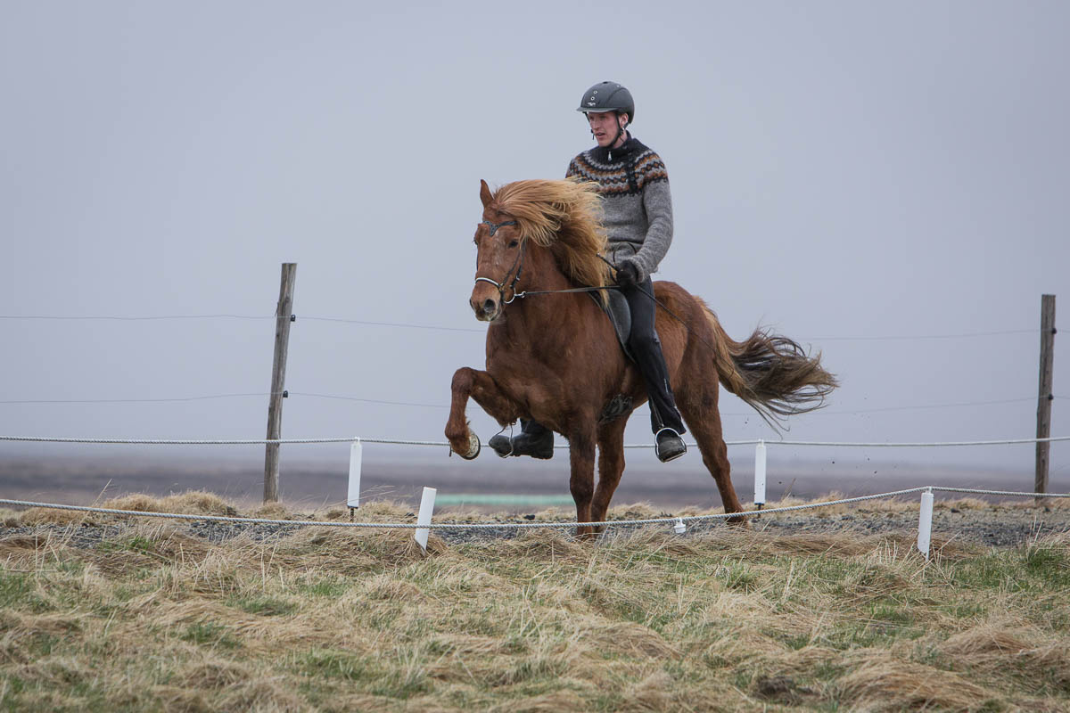 There are still chestnut colored horses at Kirkjubær! 