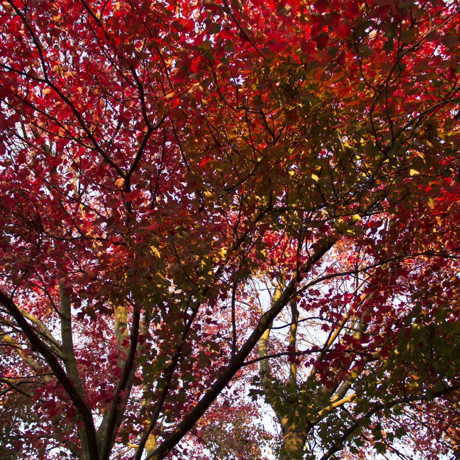 The Permanence of Memory