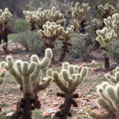 Cactus in the White Tank Mountains