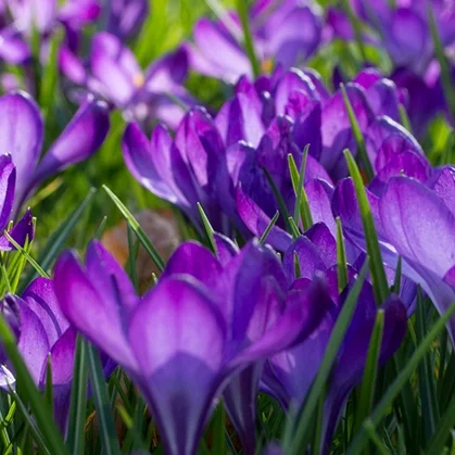 Bad Honnef's Blaue Band of Crocuses
