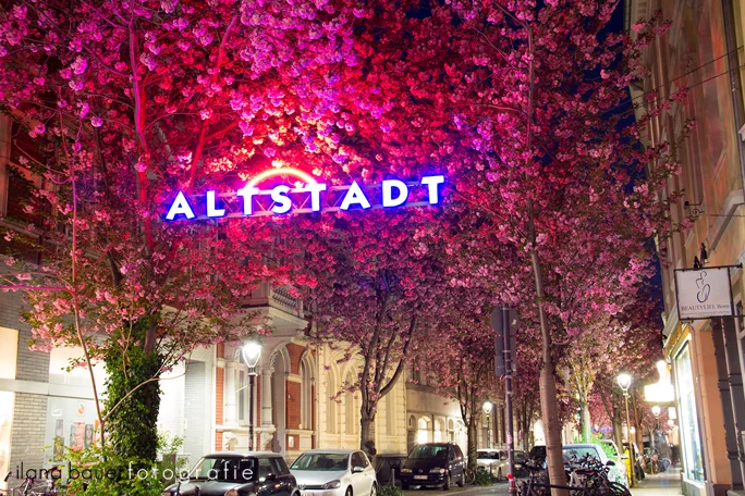 Cherry Blossom Avenue