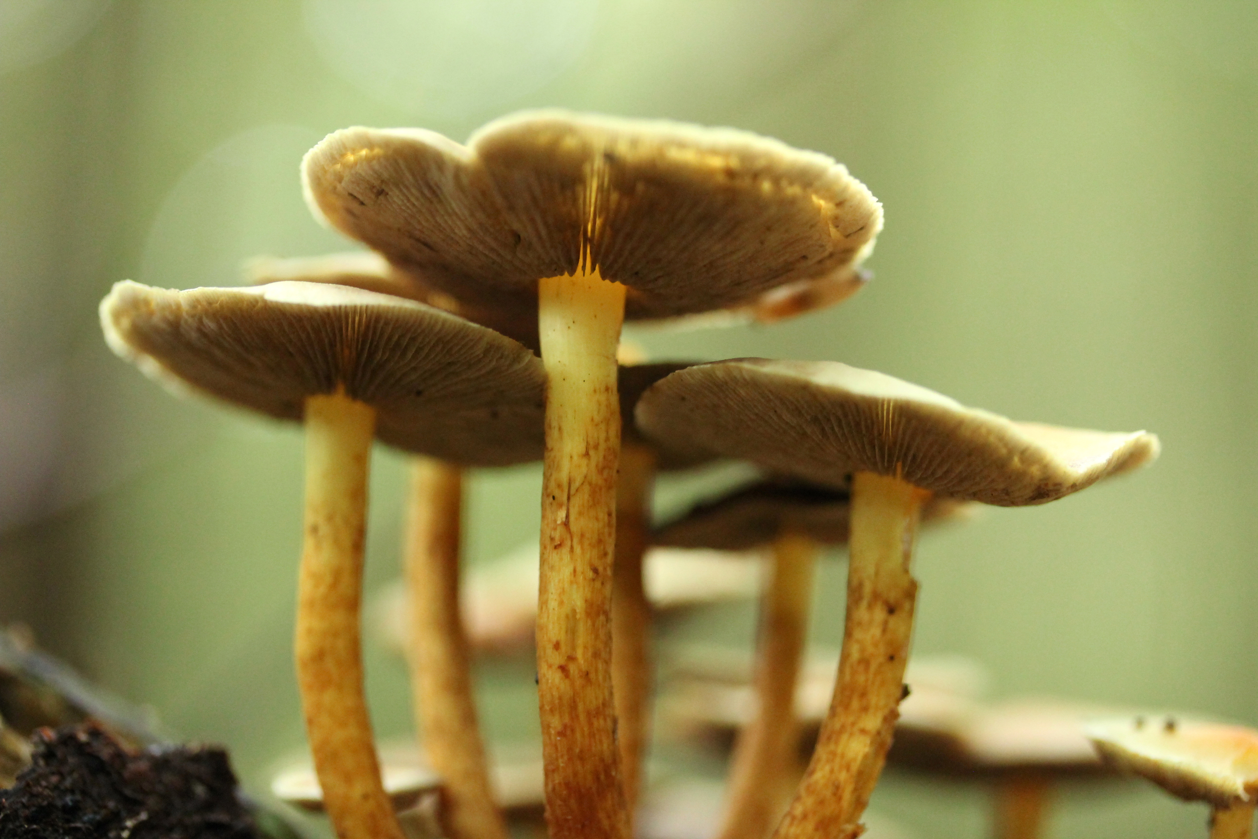 Mushroom 8.jpg