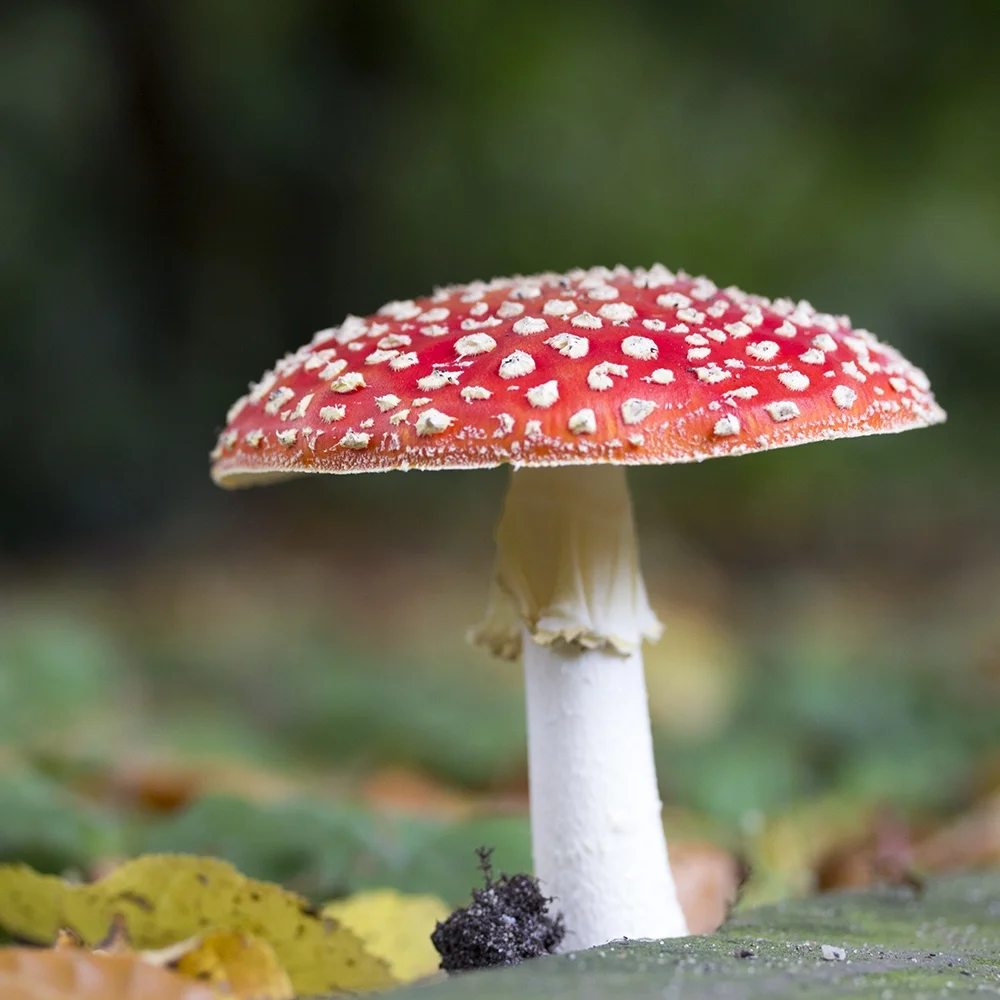 Mushroom 2.jpg