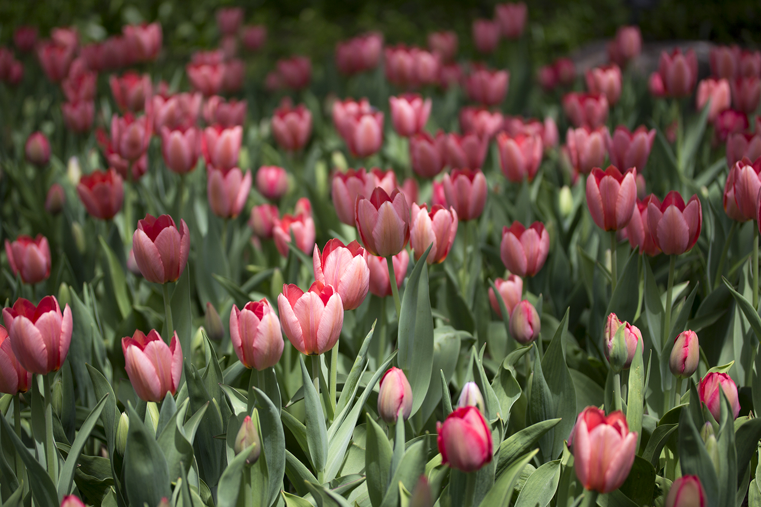 Tulips+2.jpg