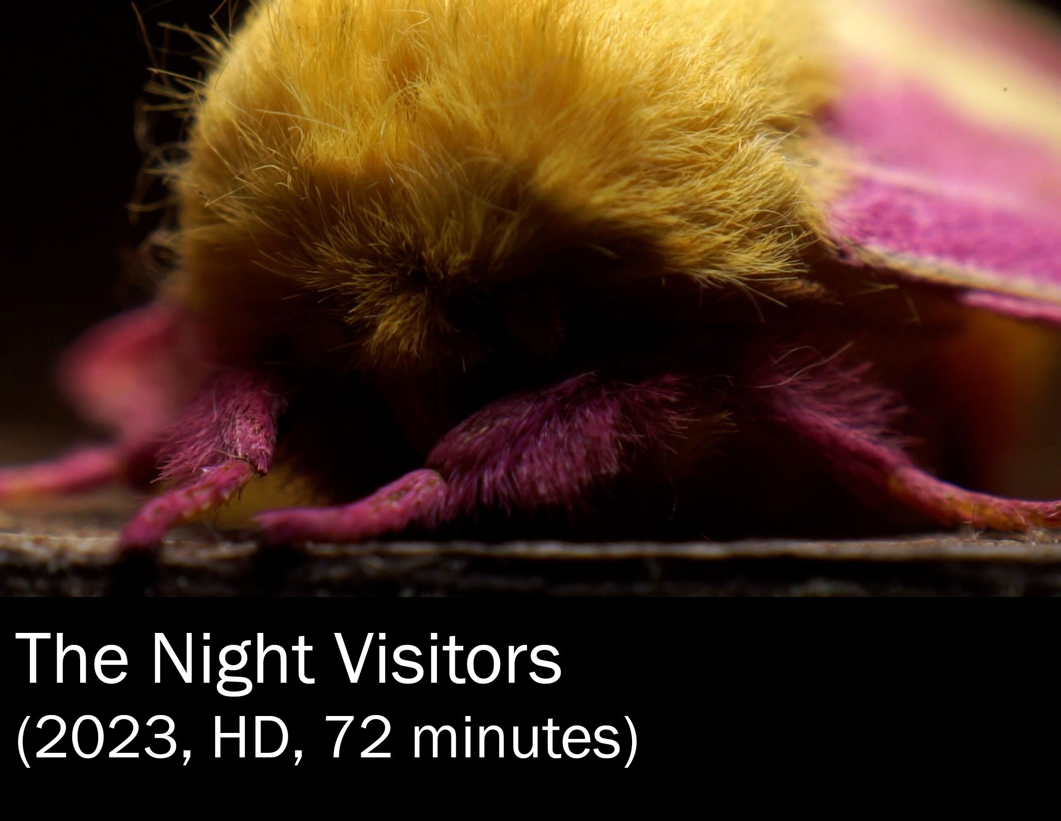 night_visitors_03.30.23_prepped_for gallery_2.jpg