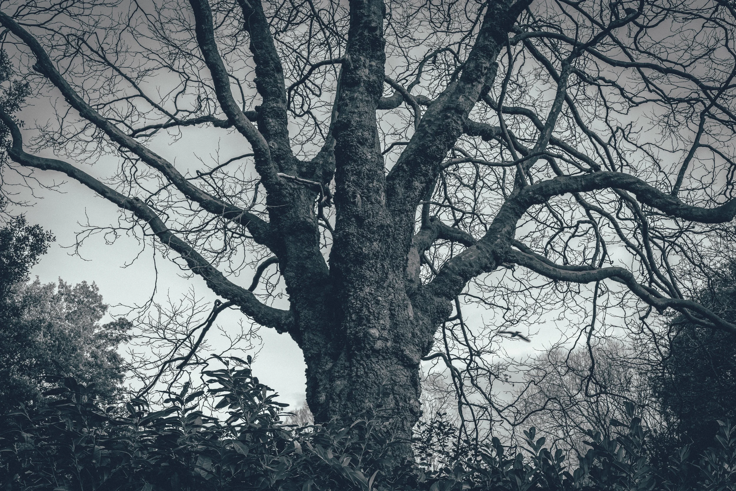 DUBLIN WINTER