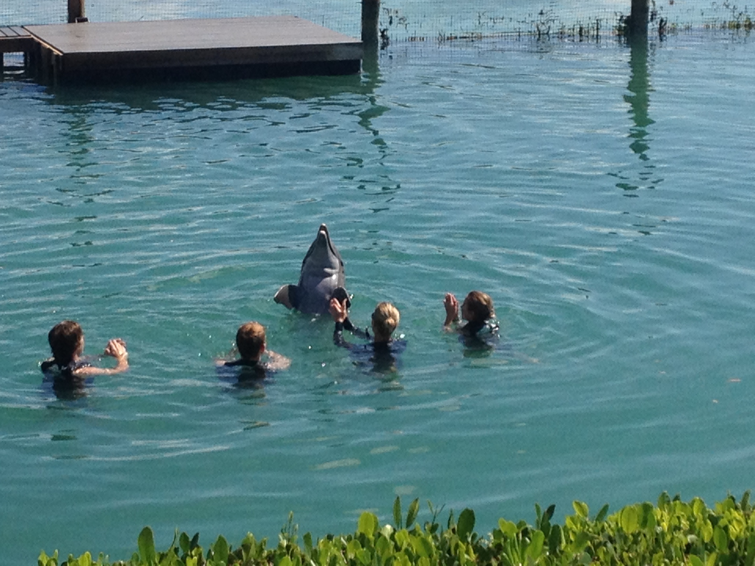 Kids in the water with dolphins