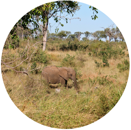 elephantinkrugerbymariefrei.jpg
