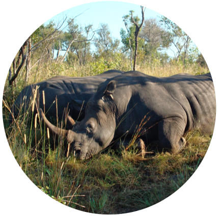 World Wildlife Day: Serious About Wildlife Crime