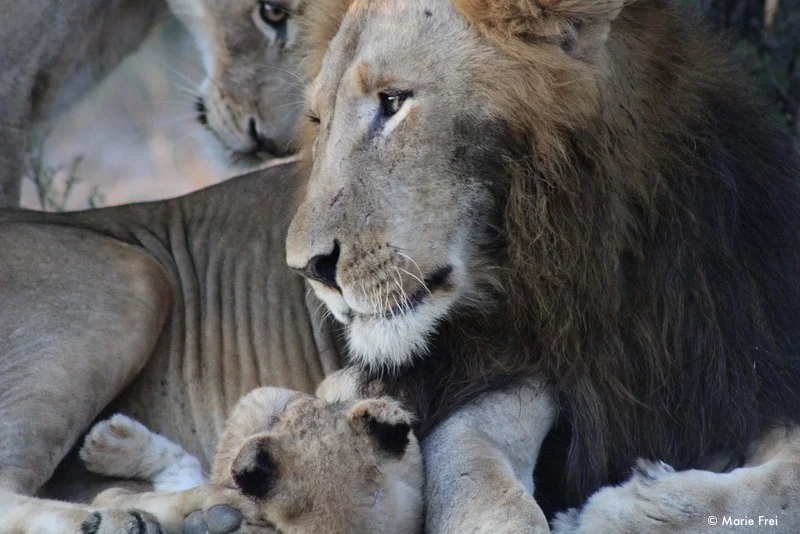 5 Most Memorable Lion Encounters While On Safari