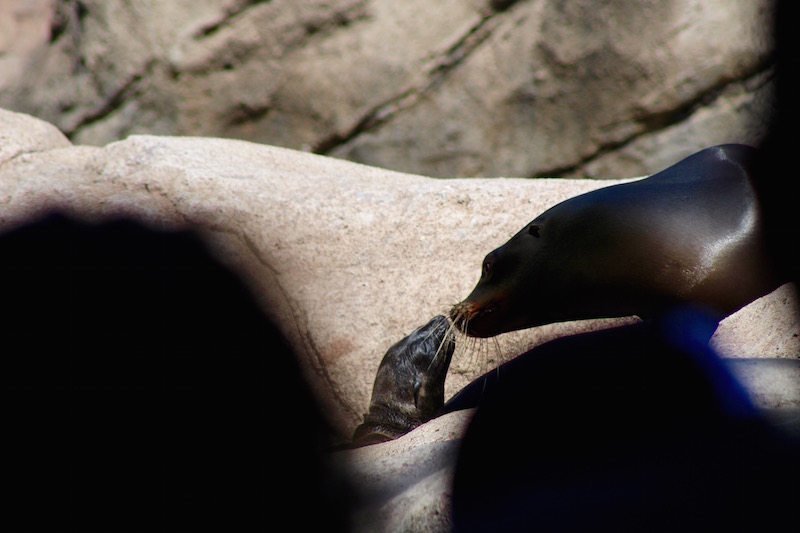 baby sea lion bronx zoo.jpg