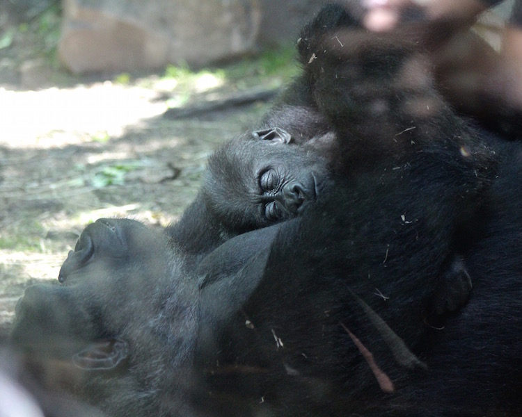 bronx zoo baby gorilla.jpg