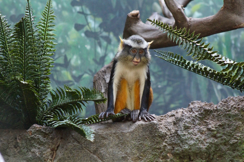 bronx zoo monkey onecarryon.jpg