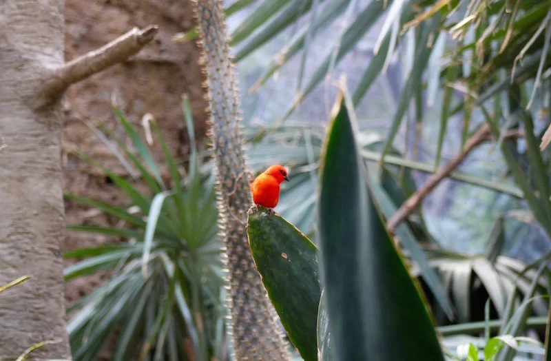 bronx zoo red bird onecarryon.jpg