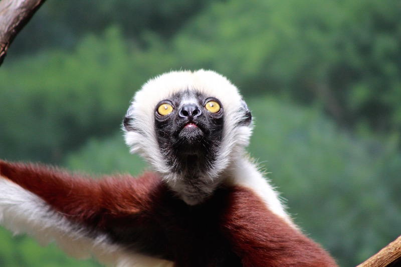 COQUEREL'S SIFAKA 1 bronx zoo.jpg