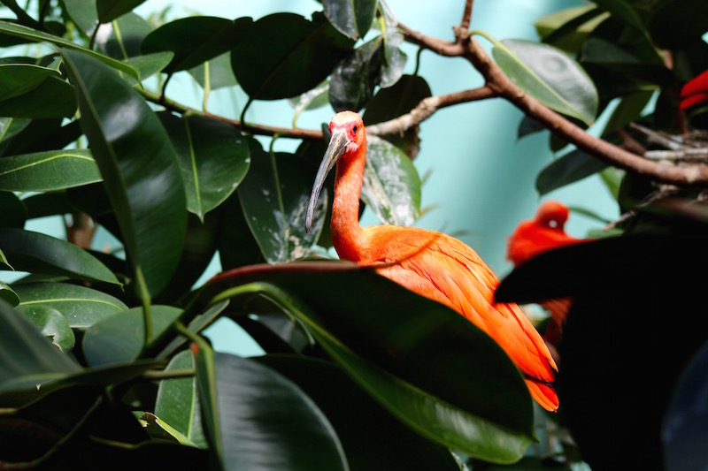 bronx zoo scarlet ibis onecarryon.jpg