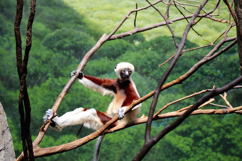 COQUEREL'S SIFAKA bronx zoo onecarryon.jpg