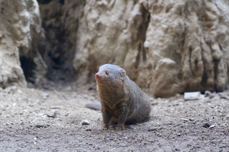 dwarf mongoose onecarryon.jpg