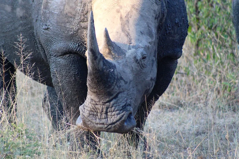 World Rhino Day