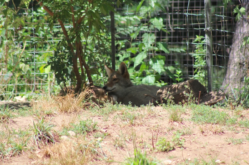 wolf pups queens zoo.jpeg