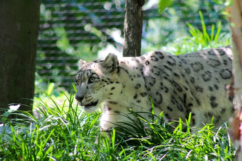 snow leopard central park zoo.jpg