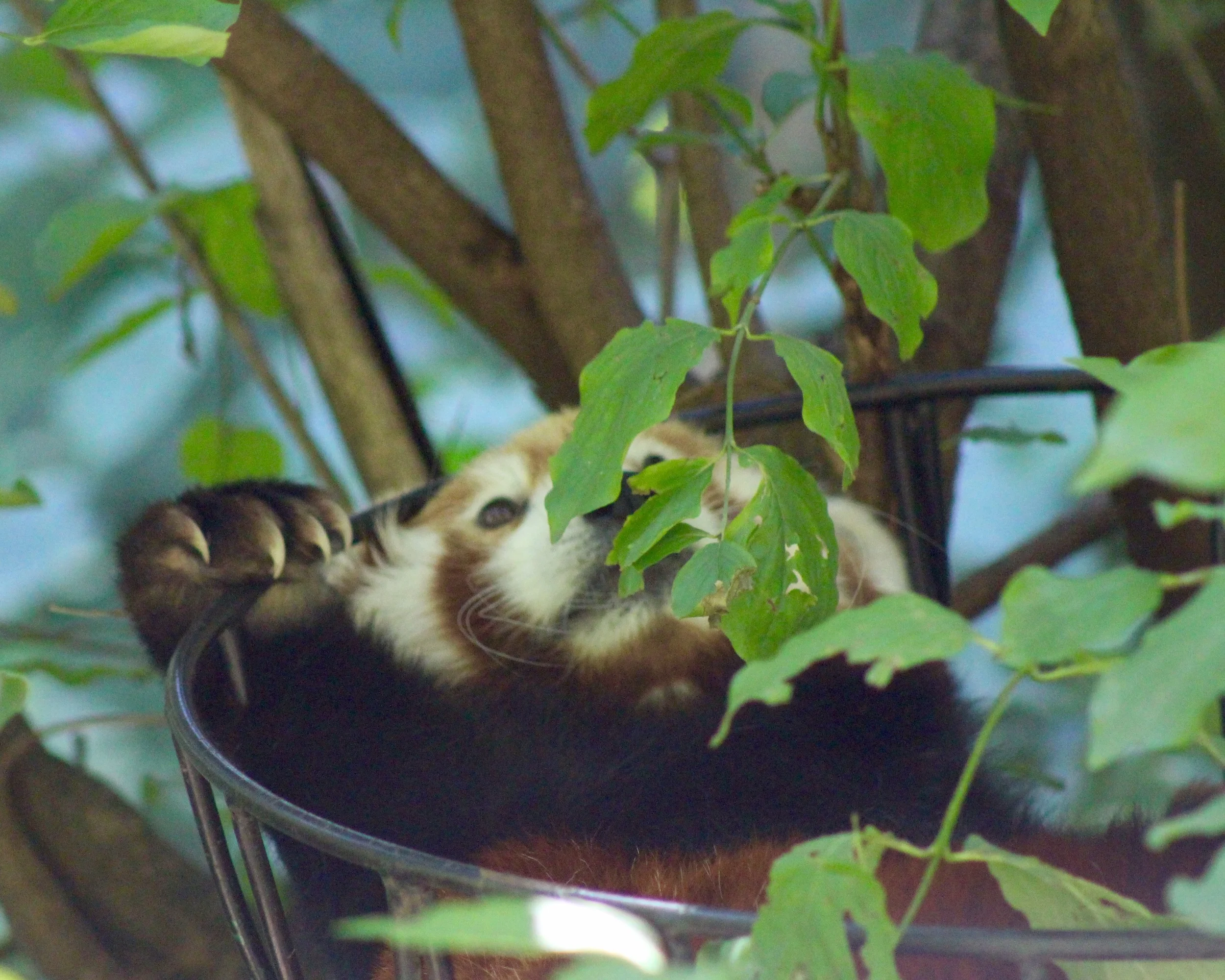 red panda central park zoo.jpg