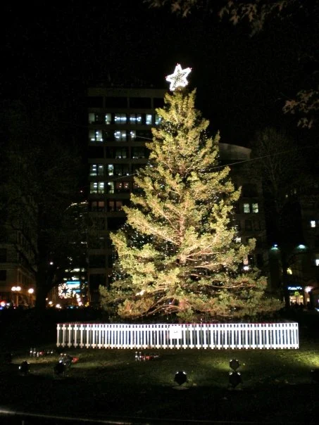 tree from halifax in boston.jpg
