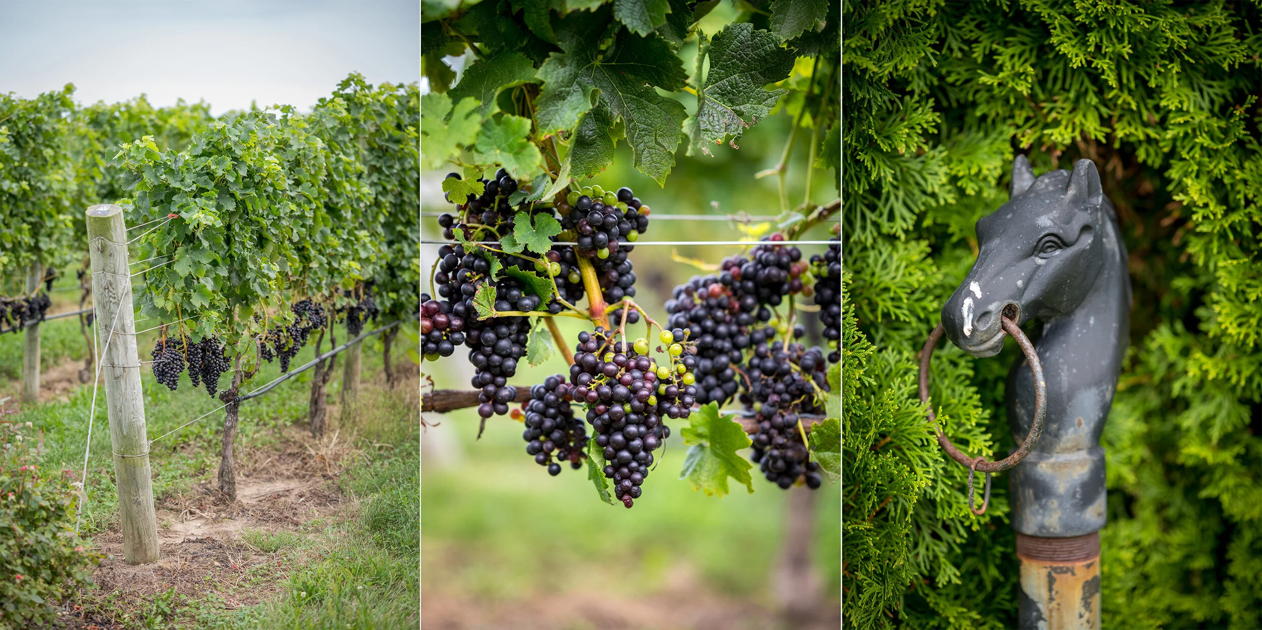  The Wedding of Caroline and Jackson at RGNY Winery Vineyard in Riverhead, New York by Craig Warga Photography 
