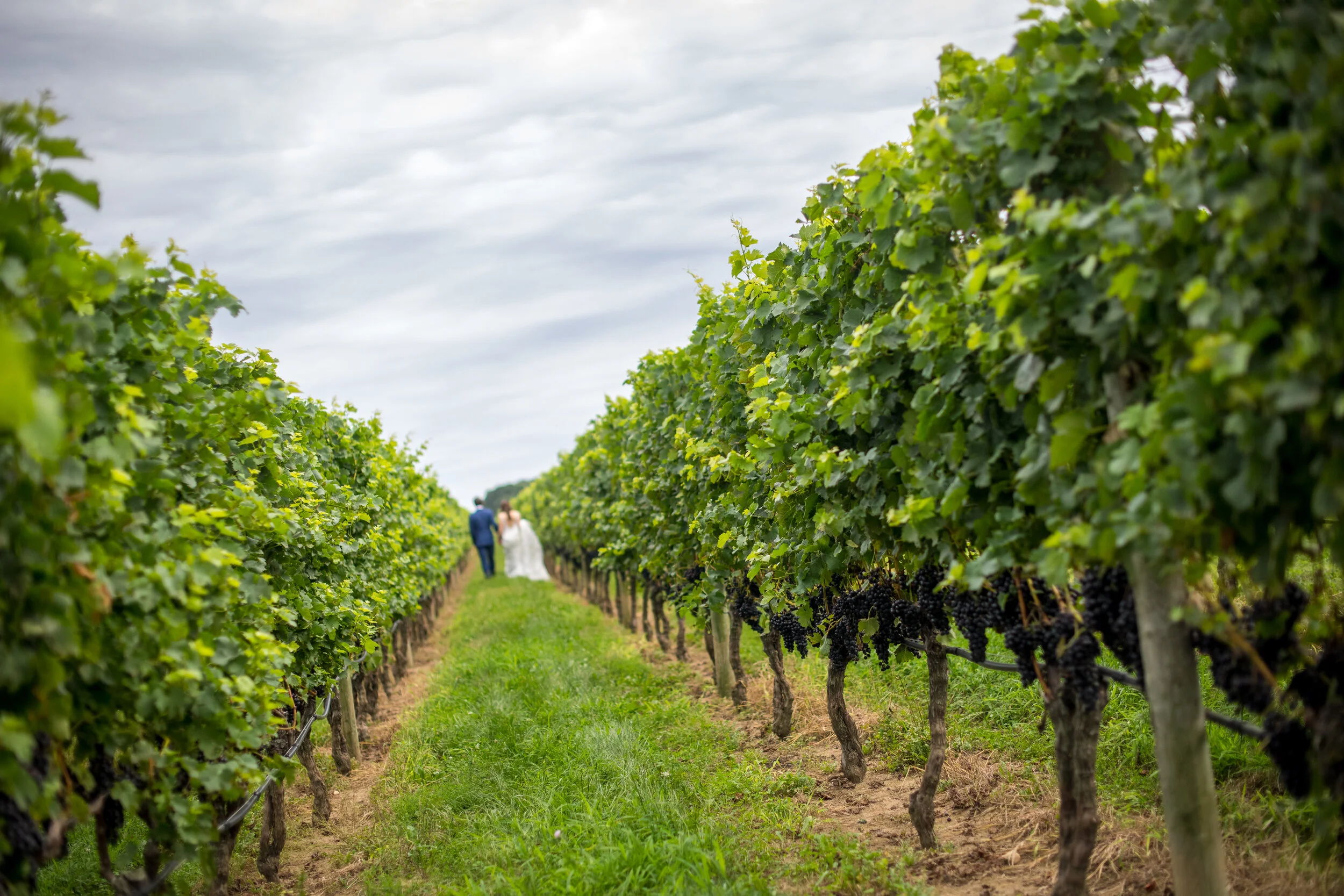  The Wedding of Caroline and Jackson at RGNY Winery Vineyard in Riverhead, New York by Craig Warga Photography 
