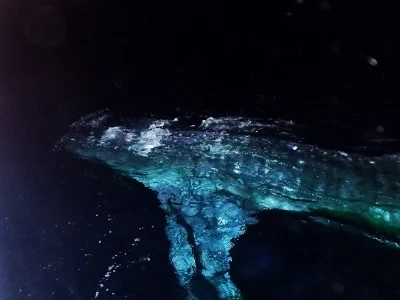 Whale Shark diving offshore