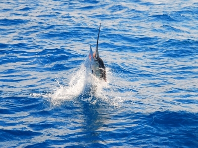 Sailfish caught out of Mataorda