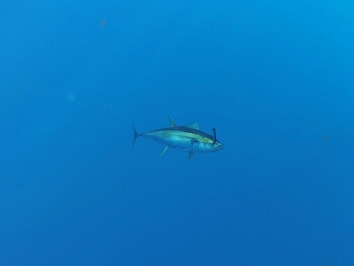 underwater picture of a yellowfin caught on a popper