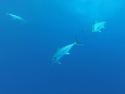 school of amberjacks