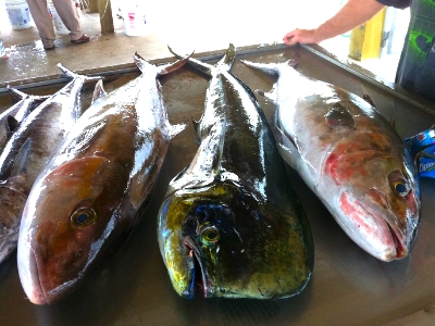 dorado, amberjack, kingfish