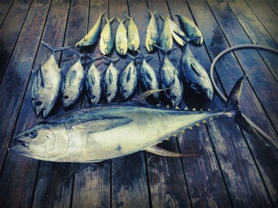  Cow tuna Texas offshore floaters 