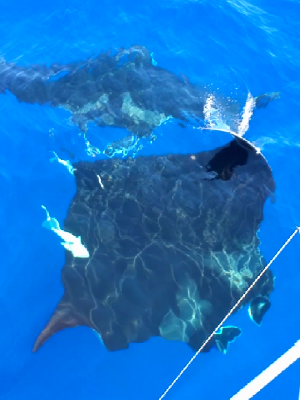  Giant Manta Rays 