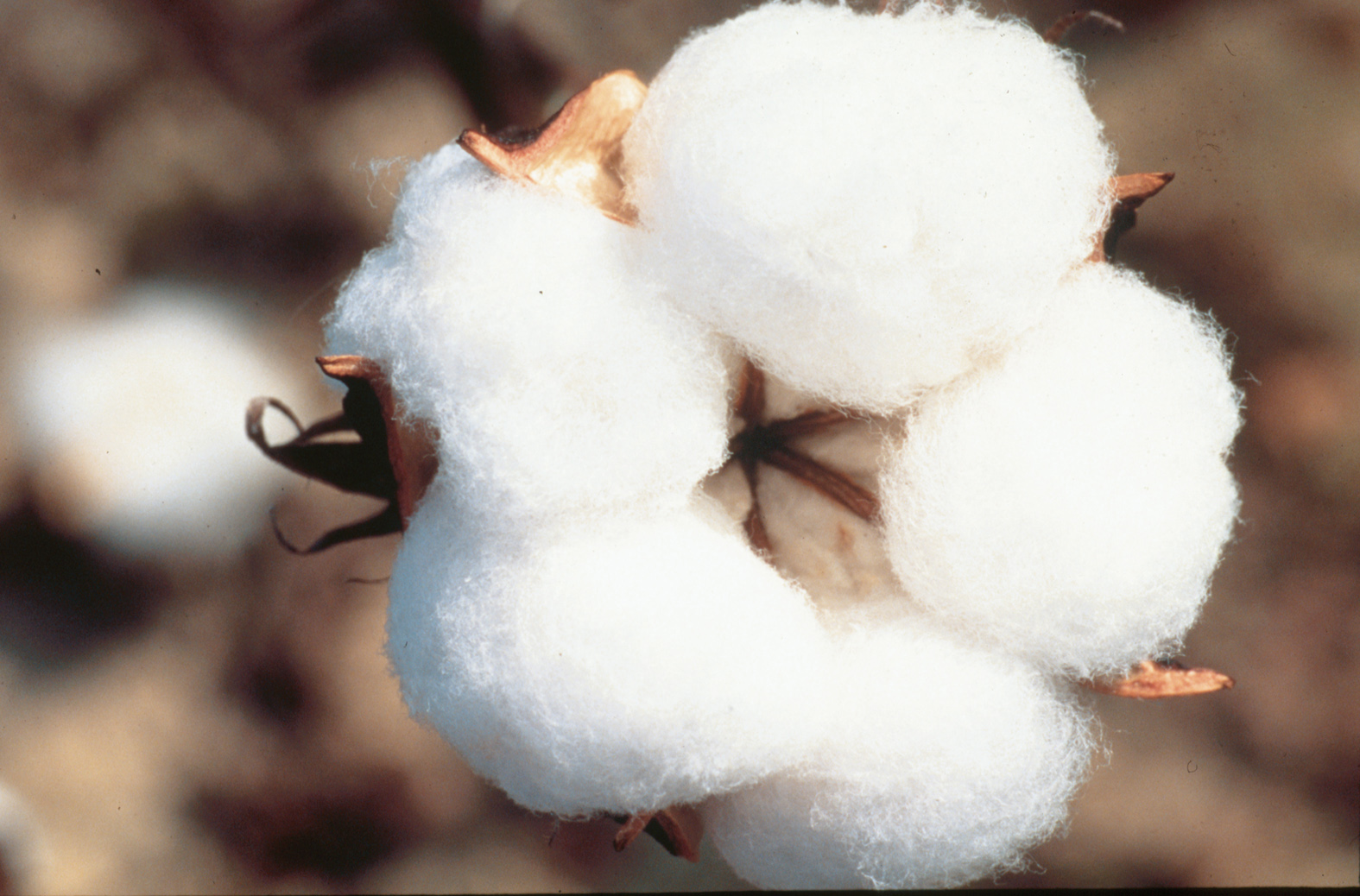 cotton3.jpg
